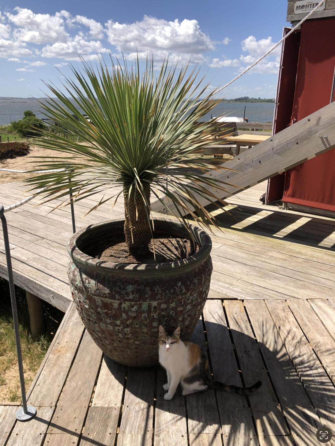 Posada El Pepe José Ignacio Esterno foto